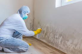 Reliable Southchase, FL Mold Remediation Solutions